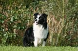 BORDER COLLIE 1371
